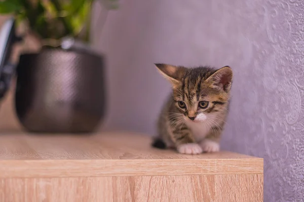 Gatito Con Pecho Blanco Sienta Alféizar Cerca Una Bola Roja — Foto de Stock