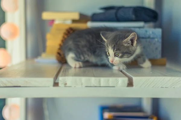 Een Kitten Met Een Witte Borst Zit Een Vensterbank Buurt — Stockfoto