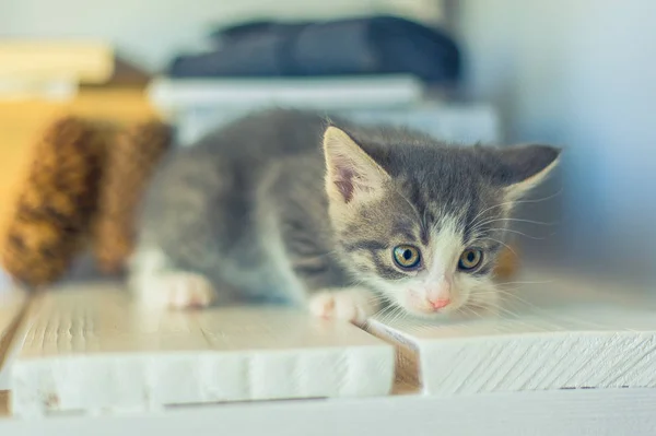 Kitten White Breast Sits Windowsill Red Ball — Stock Photo, Image