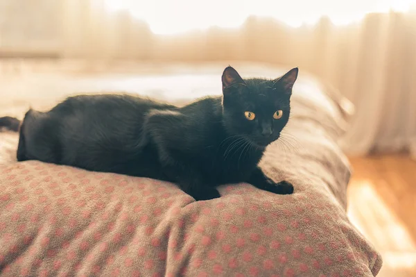 Gato Negro Peluche Juguete Cama — Foto de Stock