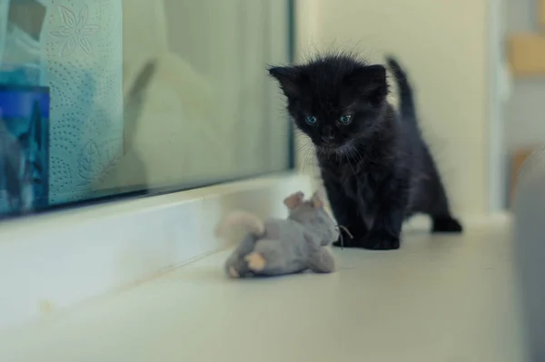 ベッドの上の黒猫とぬいぐるみ — ストック写真