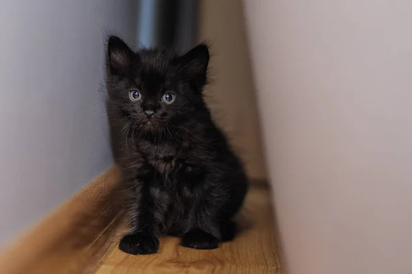 Gatto Nero Peluche Sul Letto — Foto Stock