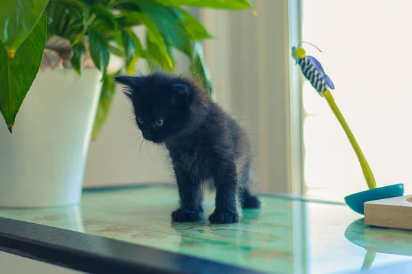 Gato Negro Peluche Juguete Cama — Foto de Stock