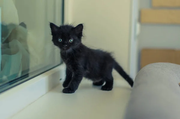 ベッドの上の黒猫とぬいぐるみ — ストック写真