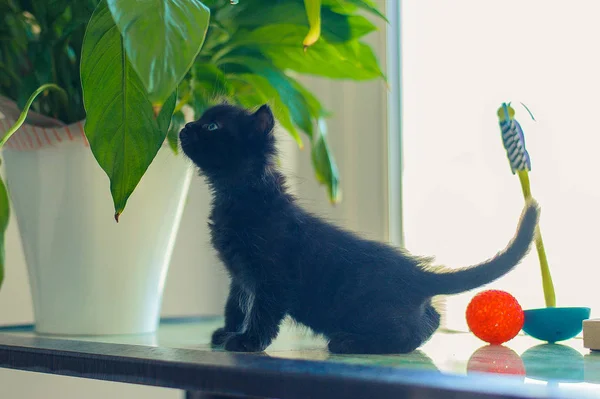 Gato Negro Peluche Juguete Cama — Foto de Stock