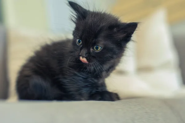 ベッドの上の黒猫とぬいぐるみ — ストック写真