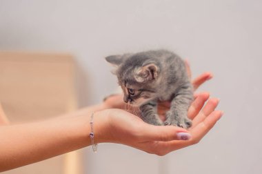 sarı gözlü siyah bir kedi yakın portre