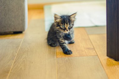 sarı gözlü siyah bir kedi yakın portre