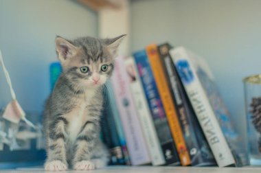 Gri kedi yavrusu kitap ve yuvarlak lambalar yakınında raflarda oturur