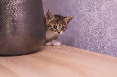 kedi yavrusu ve ampuller bir çelenk