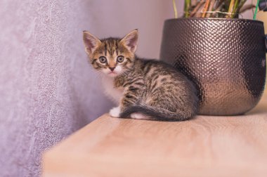 kedi yavrusu ve ampuller bir çelenk