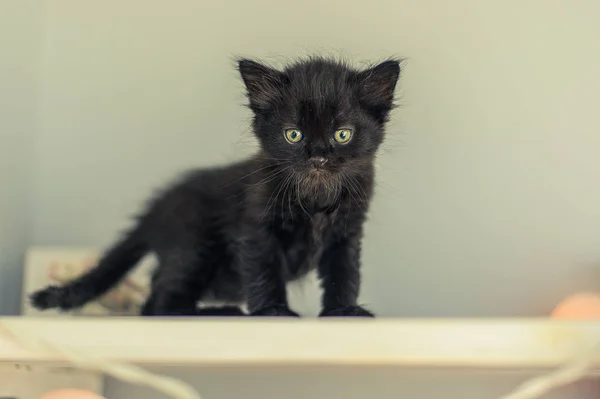 ベッドの上の黒猫とぬいぐるみ — ストック写真