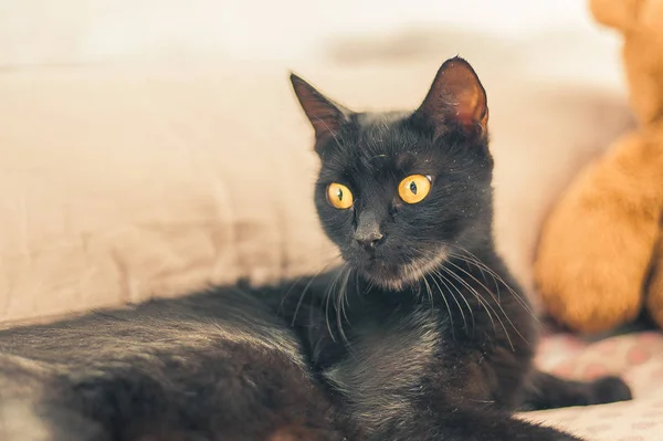 Retrato Cercano Gato Negro Con Ojos Amarillos — Foto de Stock