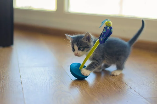 Sarı Gözlü Siyah Bir Kedi Yakın Portre — Stok fotoğraf