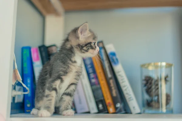 Gatinho Cinza Senta Prateleiras Perto Livros Lâmpadas Redondas — Fotografia de Stock