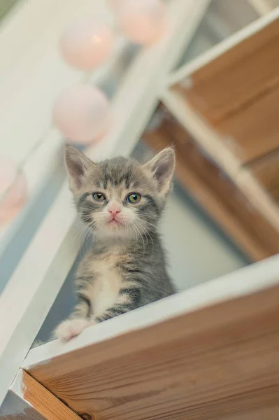 Gatito Gris Sienta Estantes Cerca Libros Lámparas Redondas — Foto de Stock