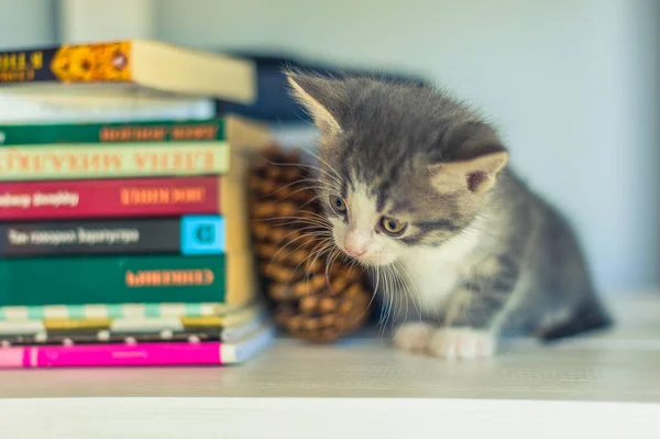 Gray kitten sits on shelves near books and round lamps