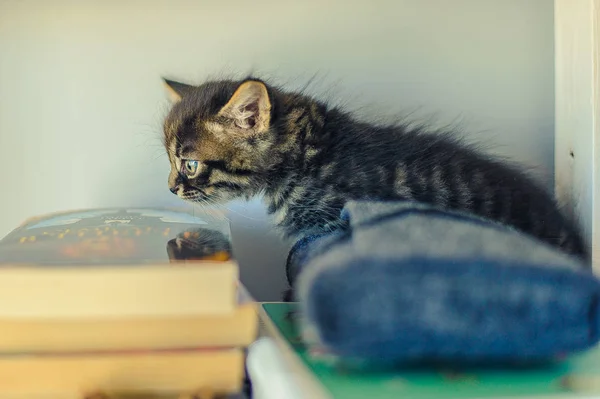 Gray Kitten Sits Shelves Books Lamps — Stock Photo, Image