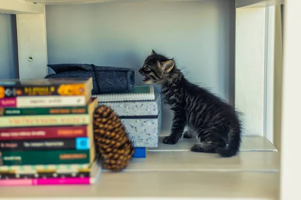 Gatinho Cinza Senta Prateleiras Perto Livros Lâmpadas Redondas — Fotografia de Stock