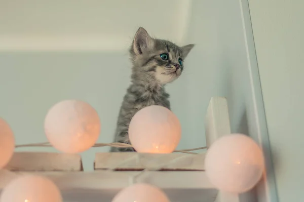 Kitten Een Krans Van Gloeilampen — Stockfoto
