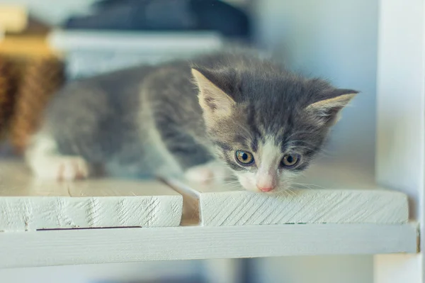 Kitten Garland Light Bulbs — Stock Photo, Image