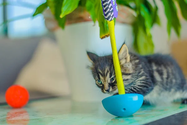 Gatito Una Guirnalda Bombillas — Foto de Stock