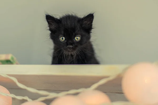 Kitten Garland Light Bulbs — Stock Photo, Image