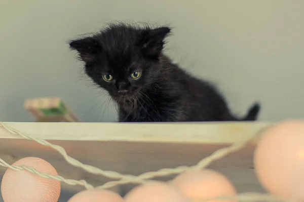 Kitten Garland Light Bulbs — Stock Photo, Image