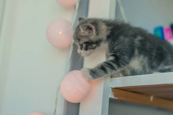 Kitten Garland Light Bulbs — Stock Photo, Image