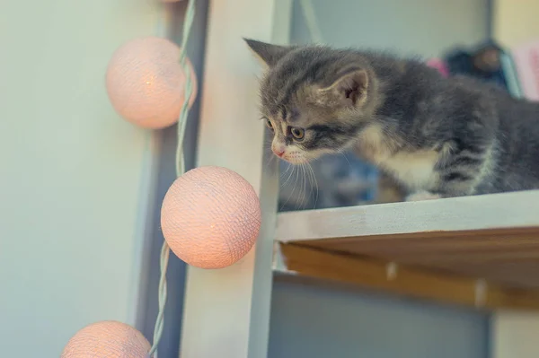 Pequeño Gatito Gris Sienta Estante Con Una Guirnalda Bulbos Redondos — Foto de Stock