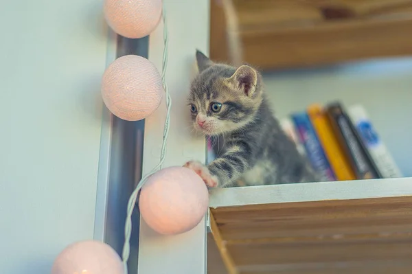 Little Gray Kitten Sits Shelf Garland Bulbs — Stock Photo, Image