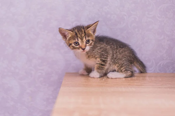 Little Gray Kitten Sits Shelf Garland Bulbs — Stock Photo, Image