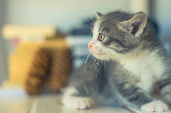 小さな灰色の子猫は 丸い電球の花輪を持つ棚の上に座っています — ストック写真