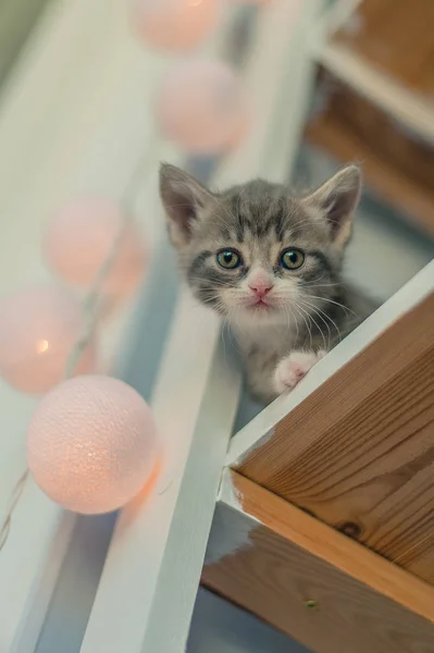 Petit Chaton Gris Assis Sur Une Étagère Avec Une Guirlande — Photo