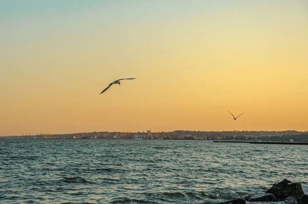 Kilka Mew Latają Pobliżu Wybrzeża Morza Azowskiego Zachodzie Słońca Mariupol — Zdjęcie stockowe