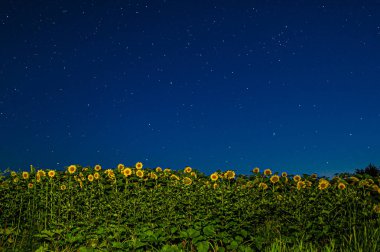 Sarı ayçiçeği tarlası Geceleri gökyüzünün altında yıldızlarla