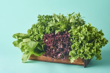 Salata türleri üzerinde izole turkuaz arka plan bırakır. Marul, roka, friz, kırmızı sert marul, ıspanak.