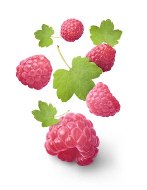 Beyaz arka plan üzerinde izole yeşil yaprakları ile taze ahududu uçan. Gıda havaya yükselme, yüksek çözünürlüklü kavramı