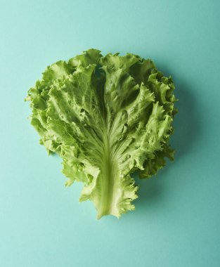 Salata yaprağı. Turkuaz arka plan üzerinde izole marul