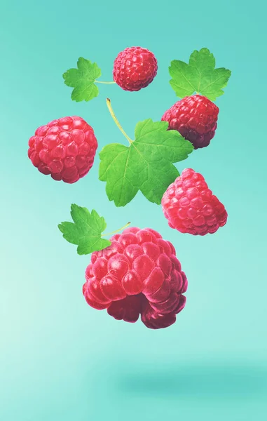 Flying fresh raspberry with green leaves on turquoise background. Concept of food levitation, high resolution