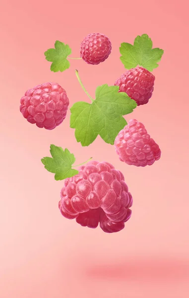 Flying fresh raspberry with green leaves on pink background. Concept of food levitation, high resolution