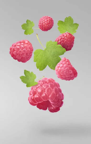 Flying fresh raspberry with green leaves on gray background. Concept of food levitation, high resolution