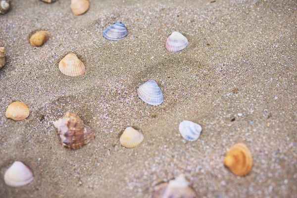 A lot of Seashells on the sand beach, close-up view, macro image.