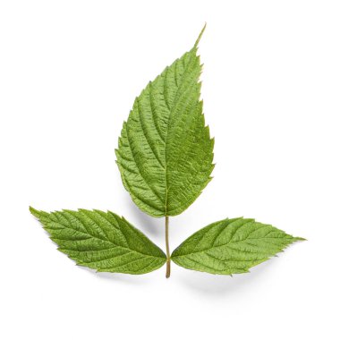 Taze yeşil ahududu yaprakları beyaz üzerine izole edilmiş.