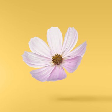 Güzel uçan pastel pembe çiçekler sarı arka plan, yaratıcı çiçek düzen, yüksek çözünürlüklü görüntü