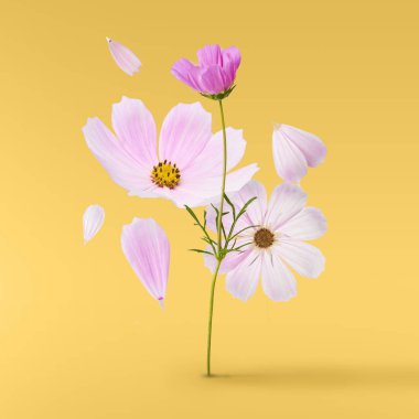 Güzel uçan pastel pembe çiçekler sarı arka plan, yaratıcı çiçek düzen, yüksek çözünürlüklü görüntü