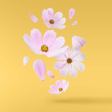 Güzel uçan pastel pembe çiçekler sarı arka plan, yaratıcı çiçek düzen, yüksek çözünürlüklü görüntü