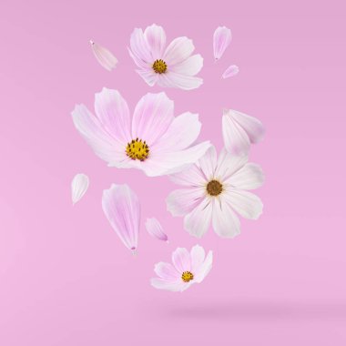 Güzel uçan pastel pembe çiçek, pembe bir arka plan, yaratıcı çiçek düzen, yüksek çözünürlüklü görüntü