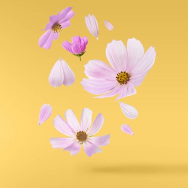 Güzel uçan pastel pembe çiçekler sarı arka plan, yaratıcı çiçek düzen, yüksek çözünürlüklü görüntü