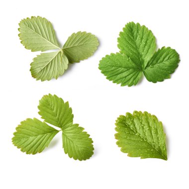 Ayarla, yeşil çilek koleksiyonuyla izole üzerinde beyaz arka plan bırakır